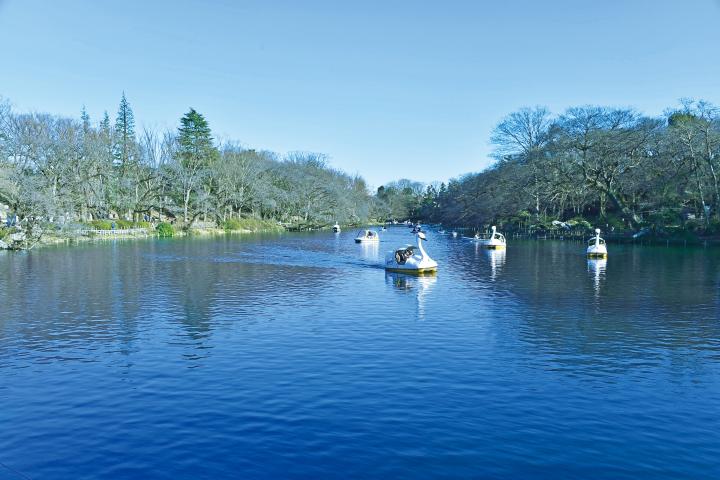 井之頭公園写真