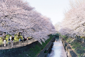 桜の写真