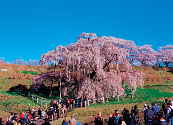 「三春滝桜」の写真