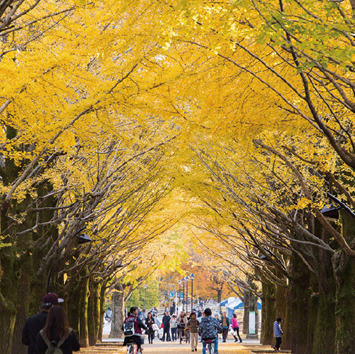 紅葉の写真