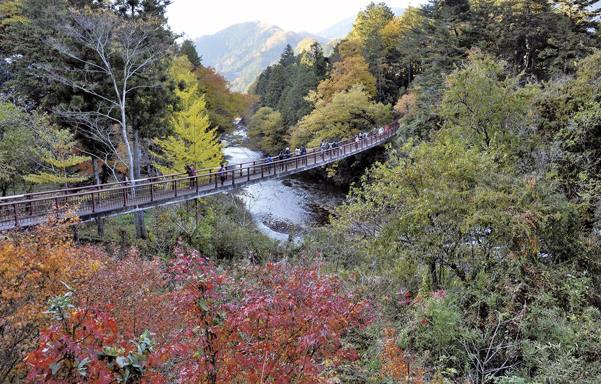 紅葉の写真