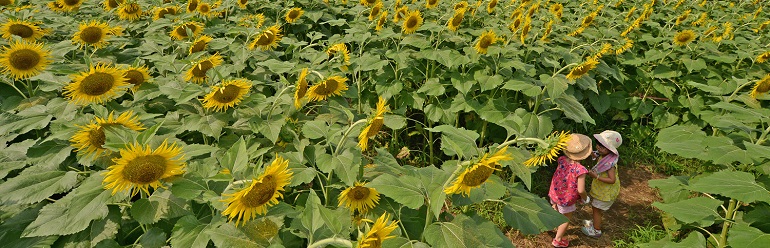 夏休み特集の画像