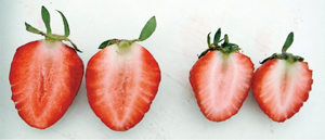 イチゴの写真
