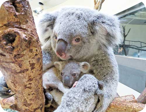 コアラの赤ちゃんの写真