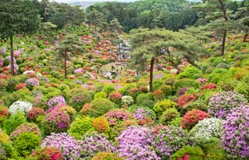 塩船観音寺境内の写真