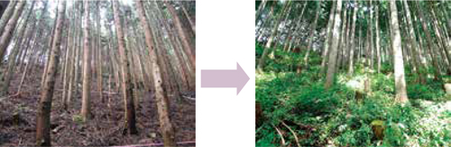 森林再生事業のイメージ画像