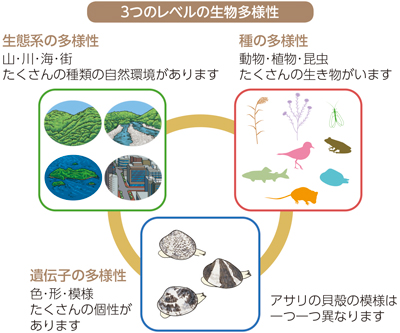 3つのレベルの生物多様性の画像