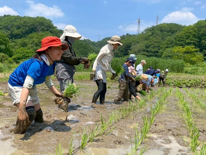 田植えの様子