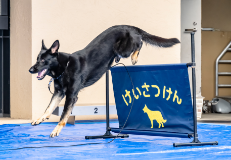 警察犬のデモンストレーションの様子