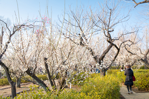 「羽根木公園の梅林」の写真です