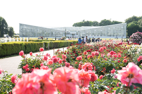 「神代植物公園　春のバラフェスタ」の写真です