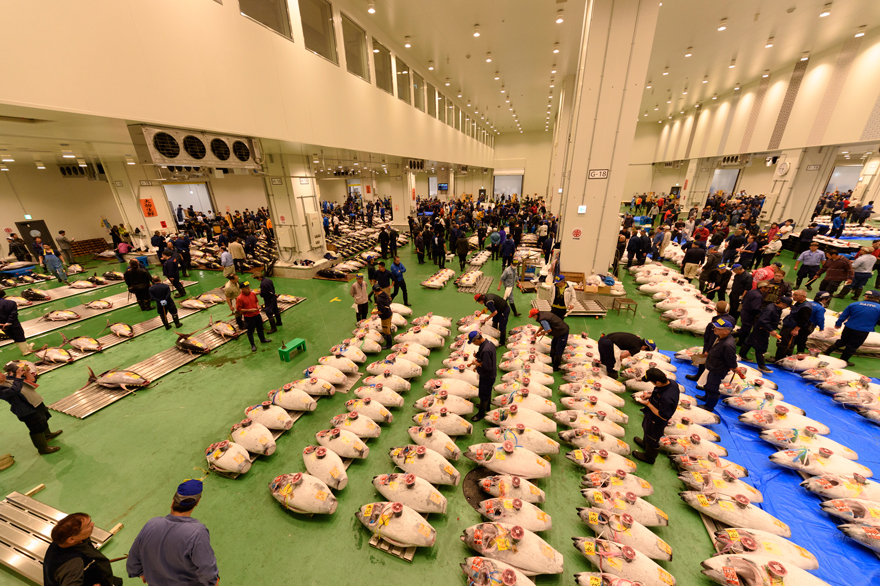 「豊洲市場　開場」の写真です