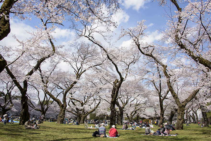 「小金井公園の桜」の写真です