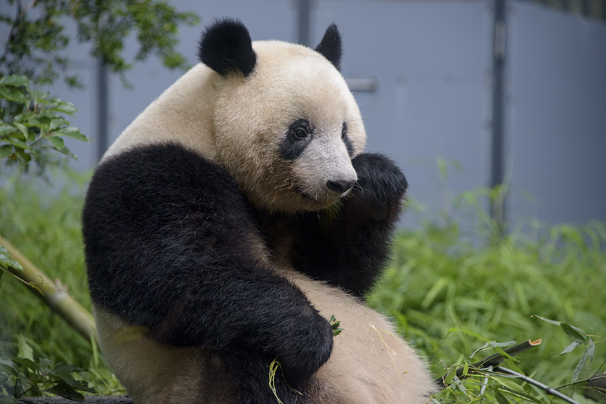 Image of Xiang Xiang the giant panda