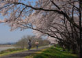 Spring comes to the cherry trees of the Tamagawa River bank