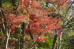 紅葉の画像