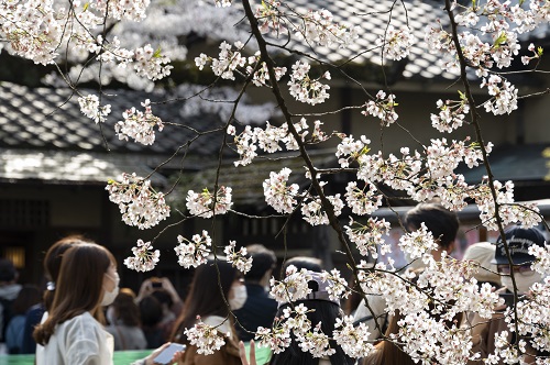 桜の画像