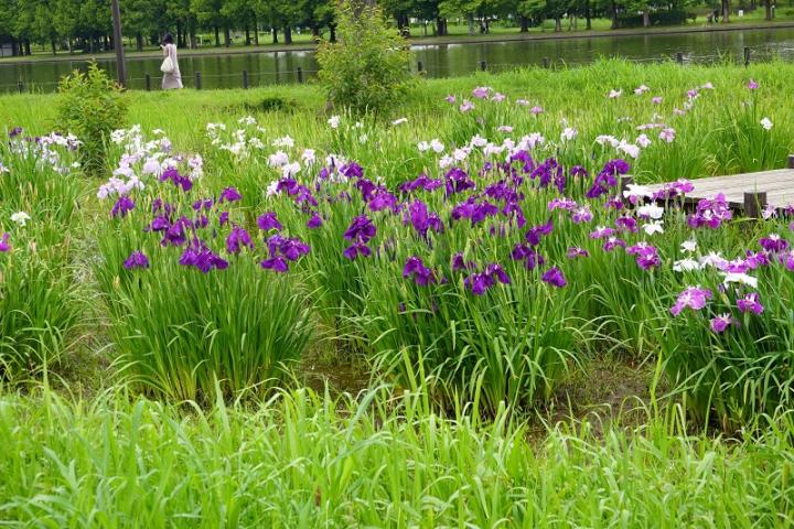 菖蒲の画像