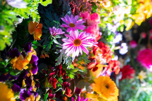 カラフルな花