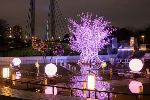 木場に漂う時の息吹　桜