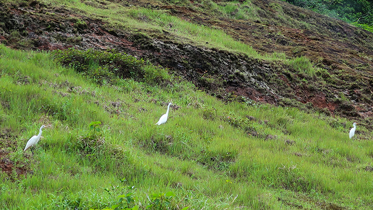 aogashima-07