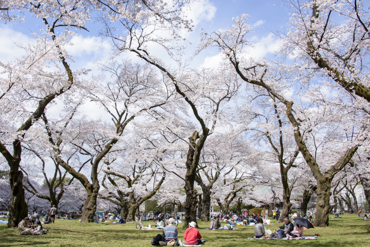 小金井公園1