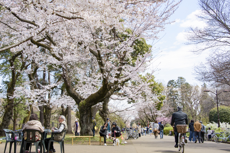 小金井公園5