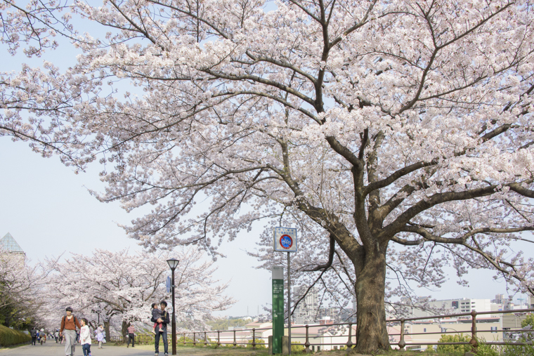 首都大学東京3