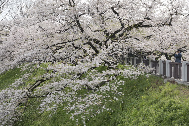 chidorigafuchi1