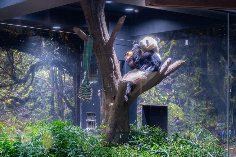 シャオシャオの写真